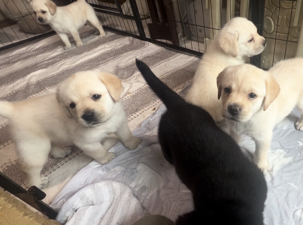 ラブラドールレトリーバー仔犬情報 - ドッグズライフサポート