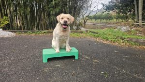 年末のお知らせ